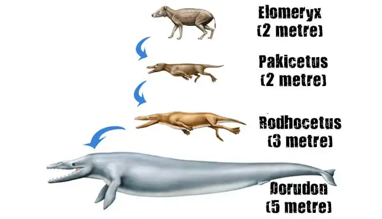 doğal seçilim nedir örneği